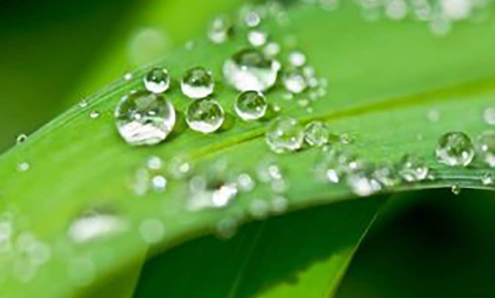 Leaf with water droplets